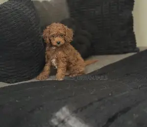 1-3 months Female Purebred Poodle