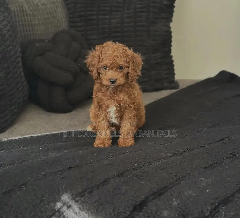 1-3 months Female Purebred Poodle