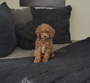 1-3 months Female Purebred Poodle