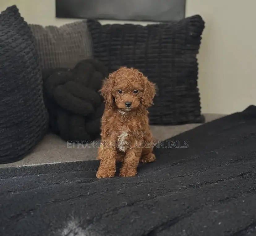 1-3 months Female Purebred Poodle