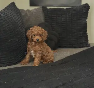 1-3 months Female Purebred Poodle