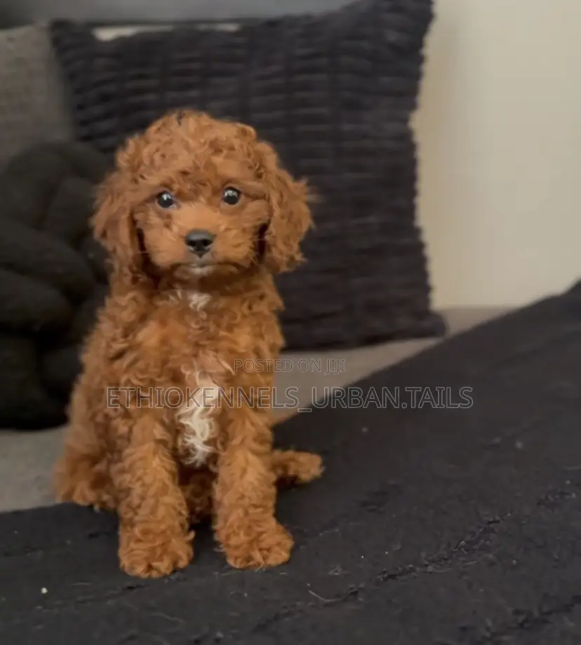 1-3 months Female Purebred Poodle