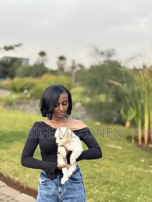 1-3 months Male Purebred Maltese