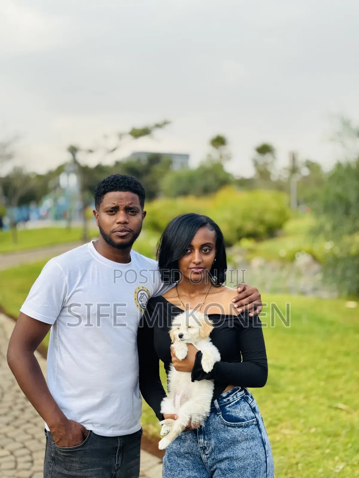 1-3 months Male Purebred Maltese