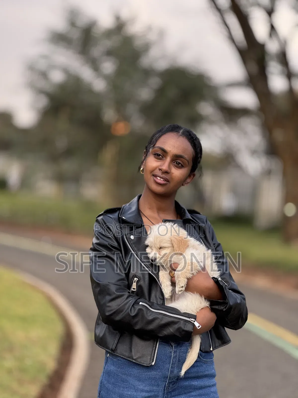 1-3 months Female Purebred Maltese