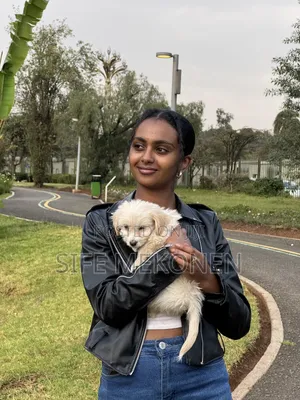1-3 months Female Purebred Maltese