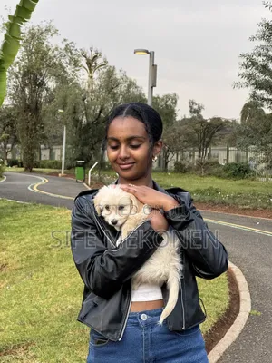 1-3 months Female Purebred Maltese