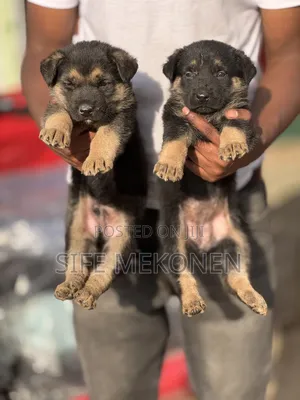 1-3 months Male Purebred German Shepherd