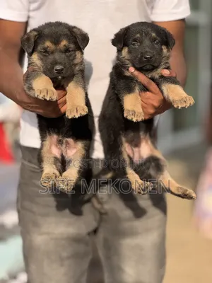 1-3 months Male Purebred German Shepherd