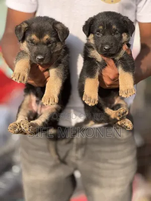 1-3 months Male Purebred German Shepherd