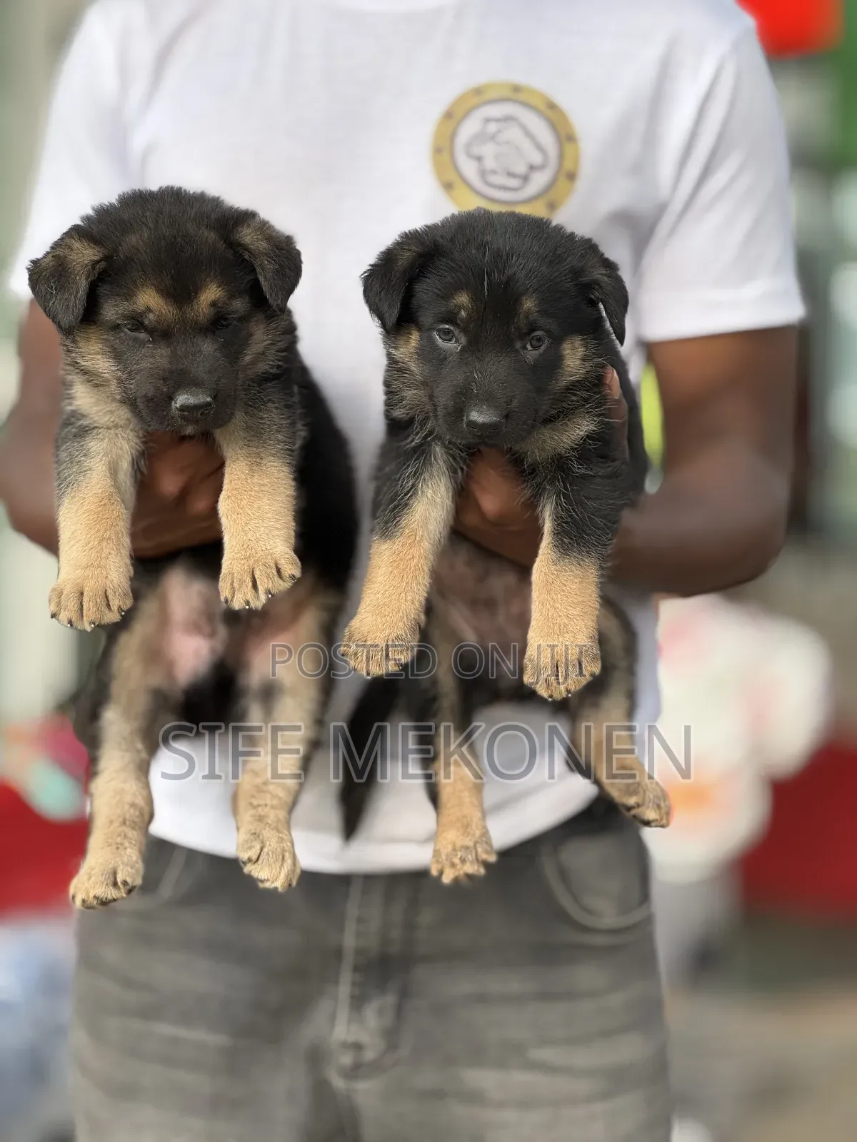 1-3 months Male Purebred German Shepherd