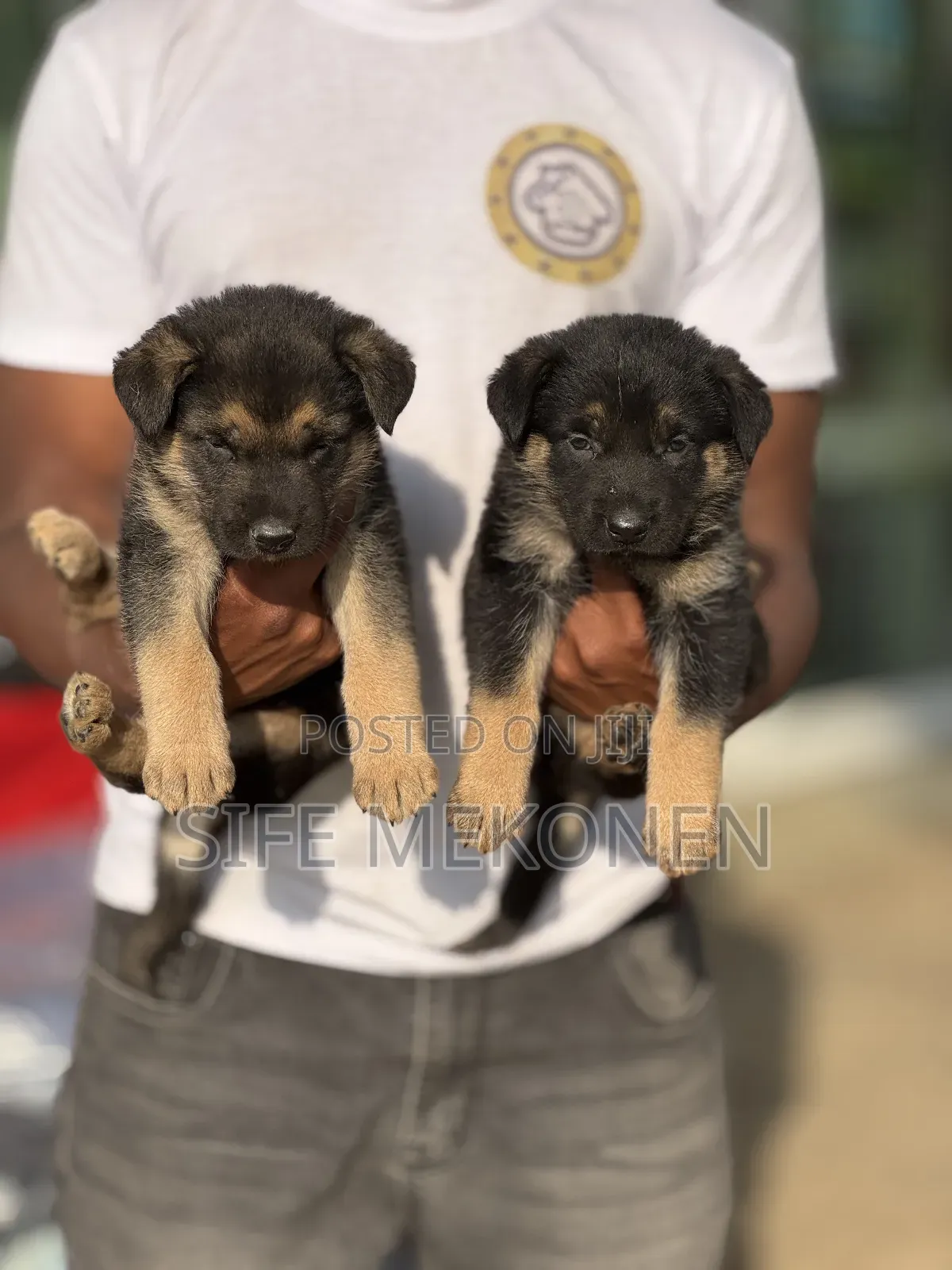 1-3 months Male Purebred German Shepherd