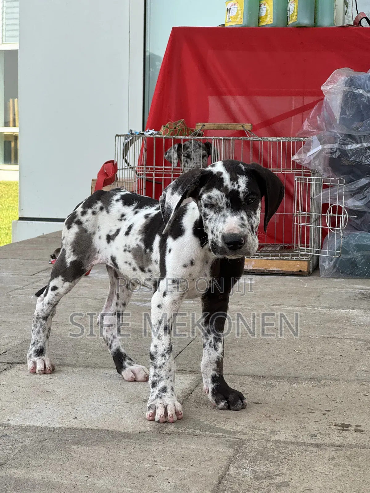 1-3 months Female Purebred Great Dane