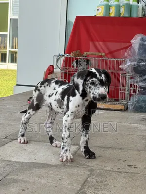 1-3 months Female Purebred Great Dane