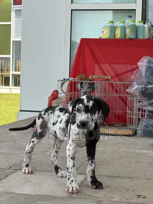 1-3 months Female Purebred Great Dane