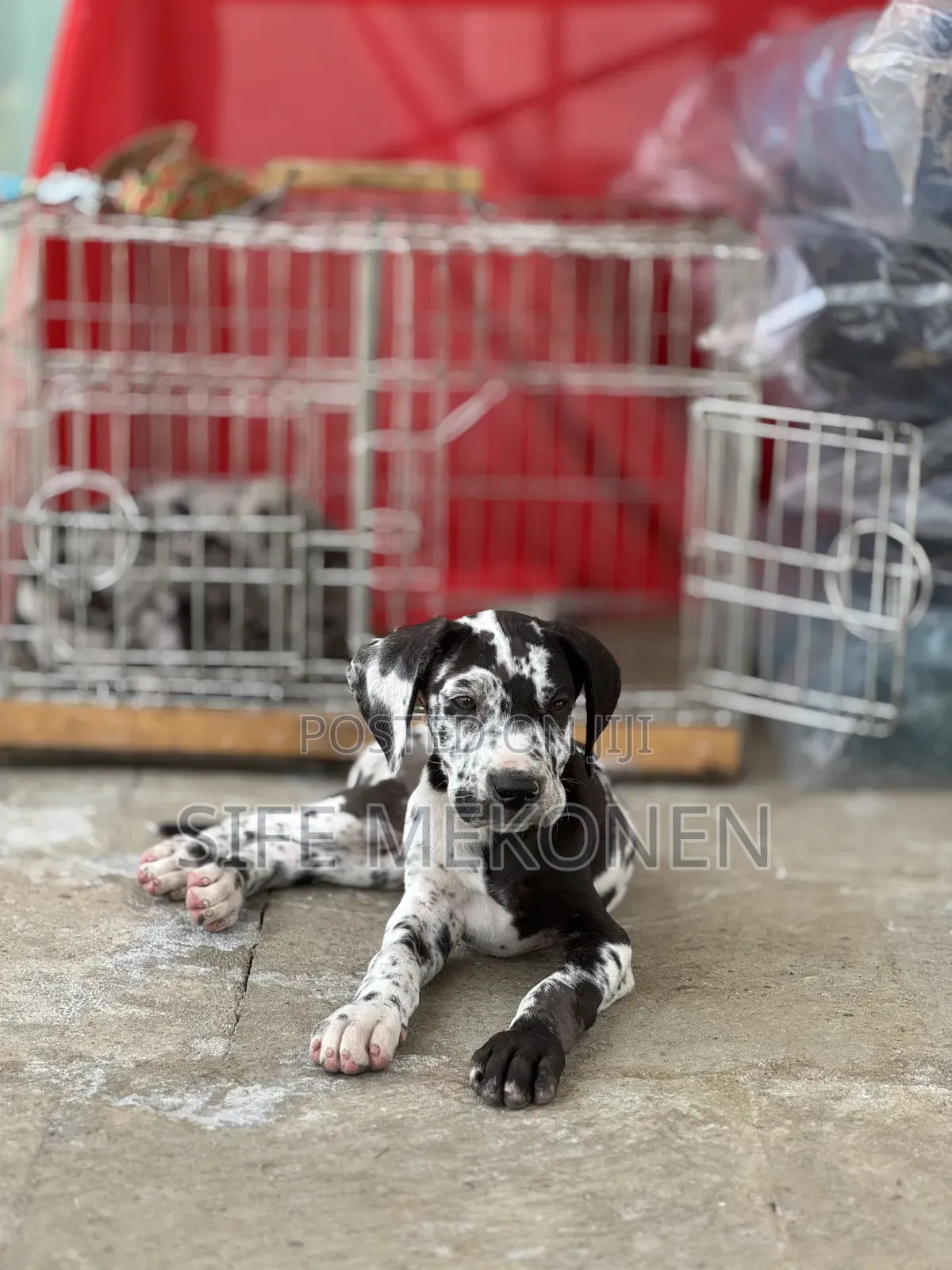 1-3 months Male Purebred Great Dane