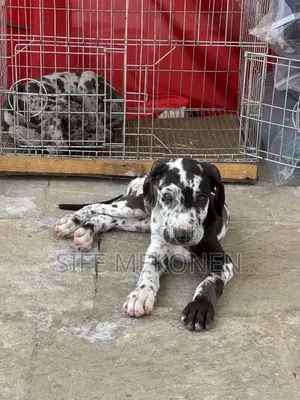 1-3 months Male Purebred Great Dane