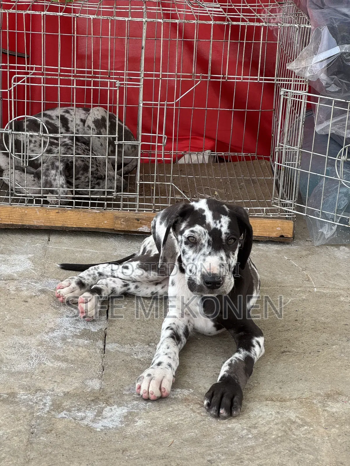 1-3 months Male Purebred Great Dane