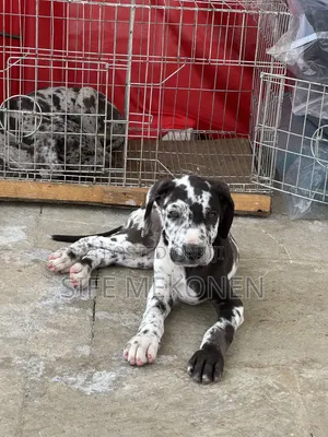 1-3 months Male Purebred Great Dane