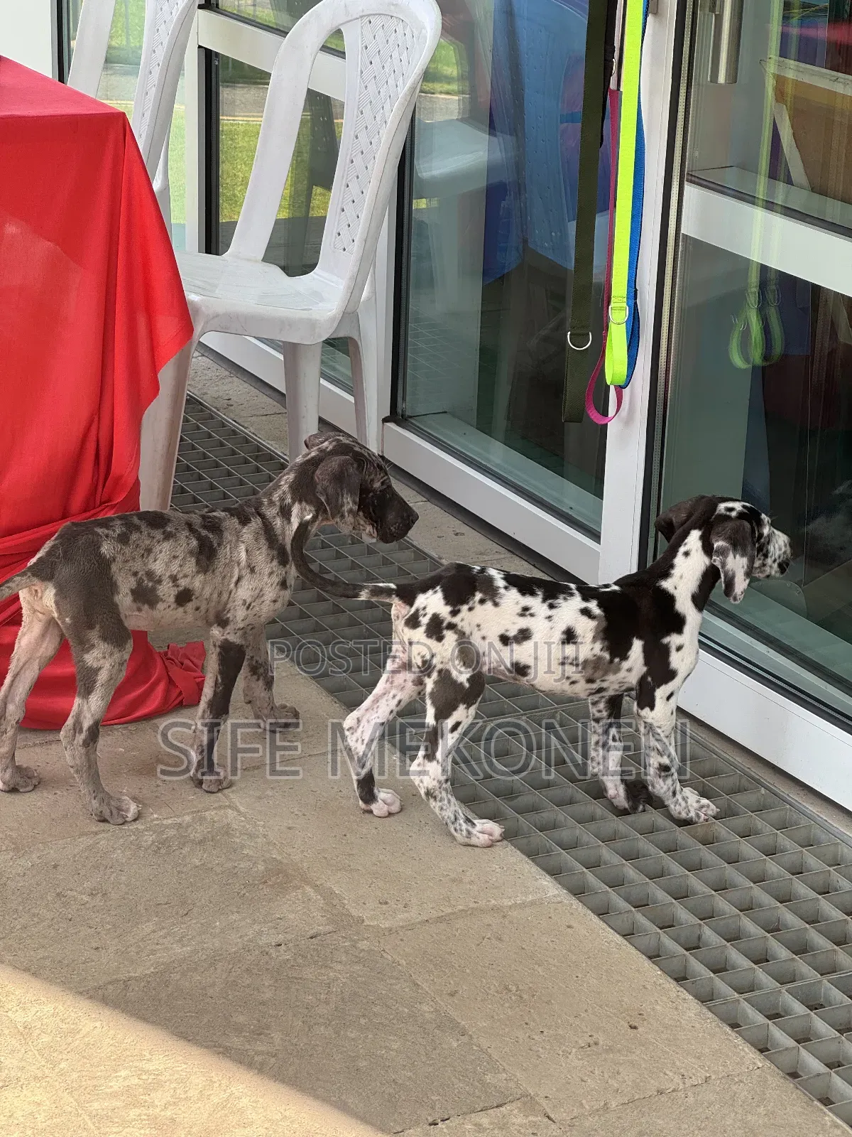1-3 months Male Purebred Great Dane