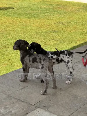 1-3 months Male Purebred Great Dane