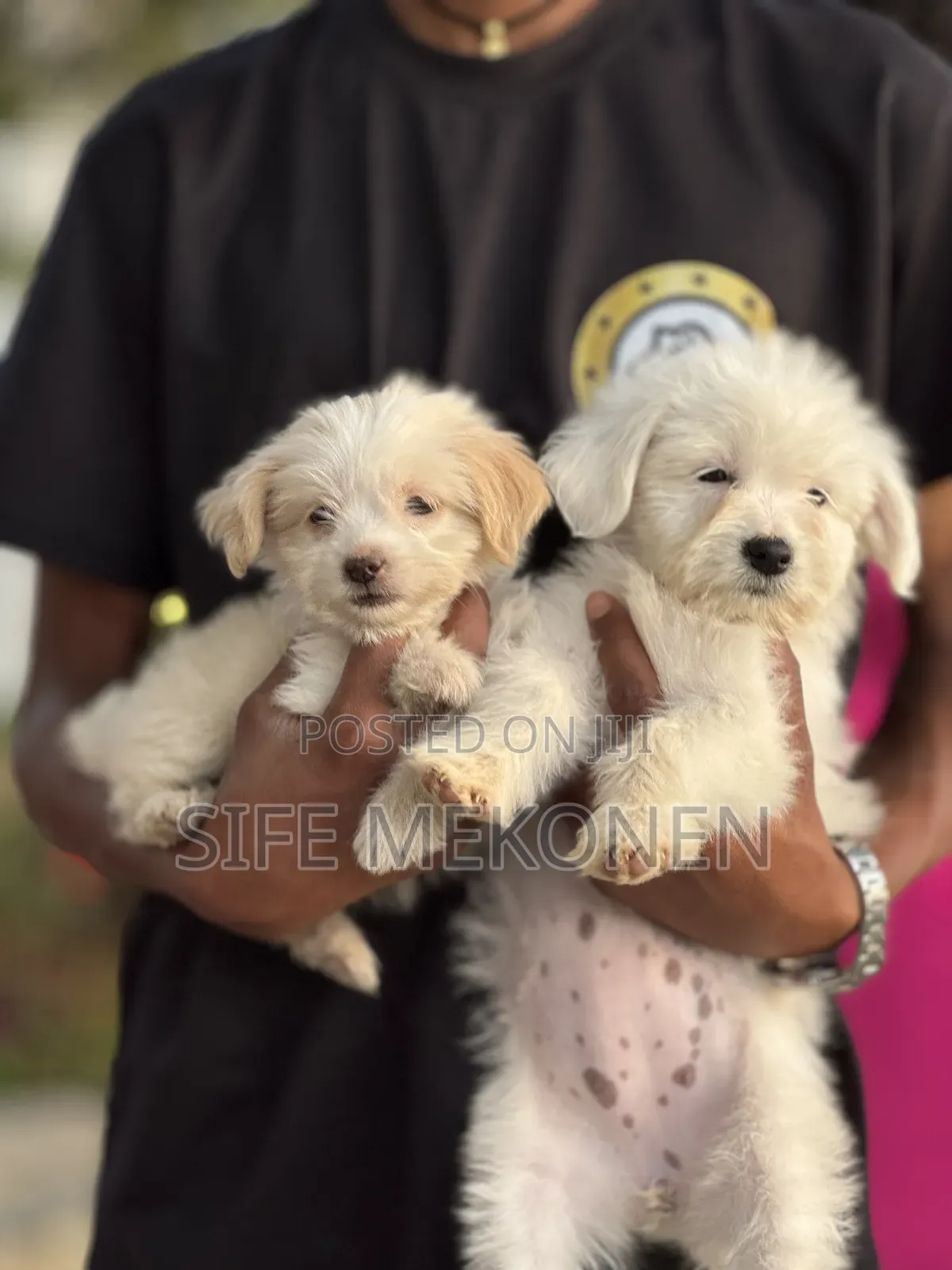 1-3 months Female Purebred Maltese