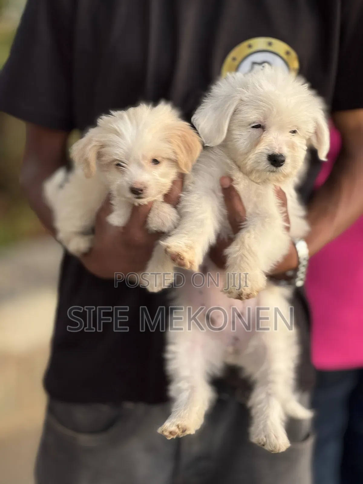 1-3 months Female Purebred Maltese