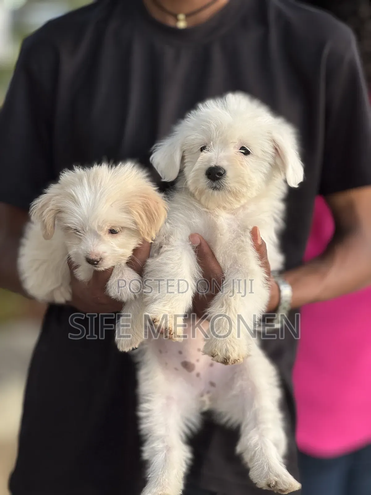 1-3 months Female Purebred Maltese