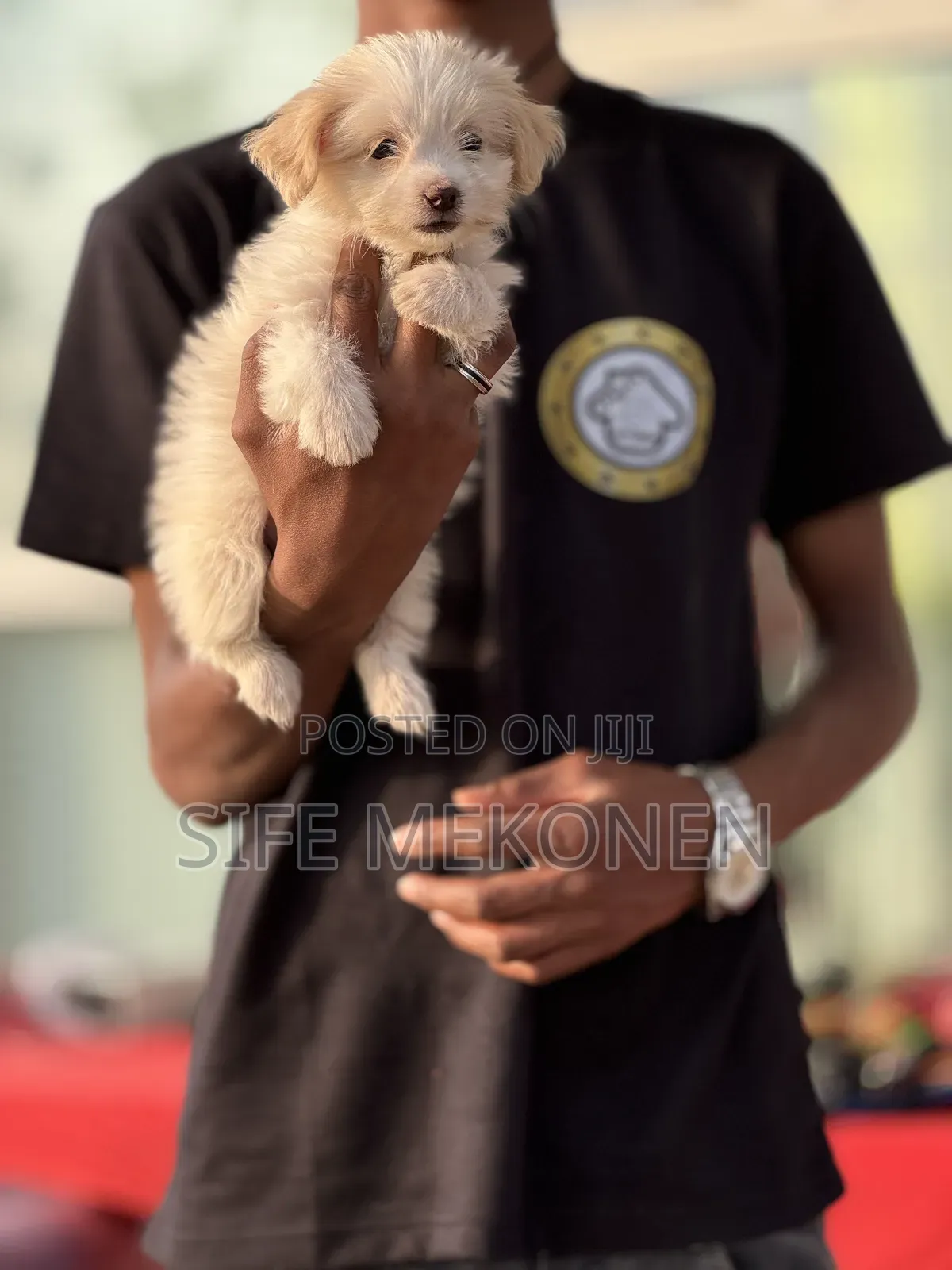 1-3 months Male Purebred Maltese