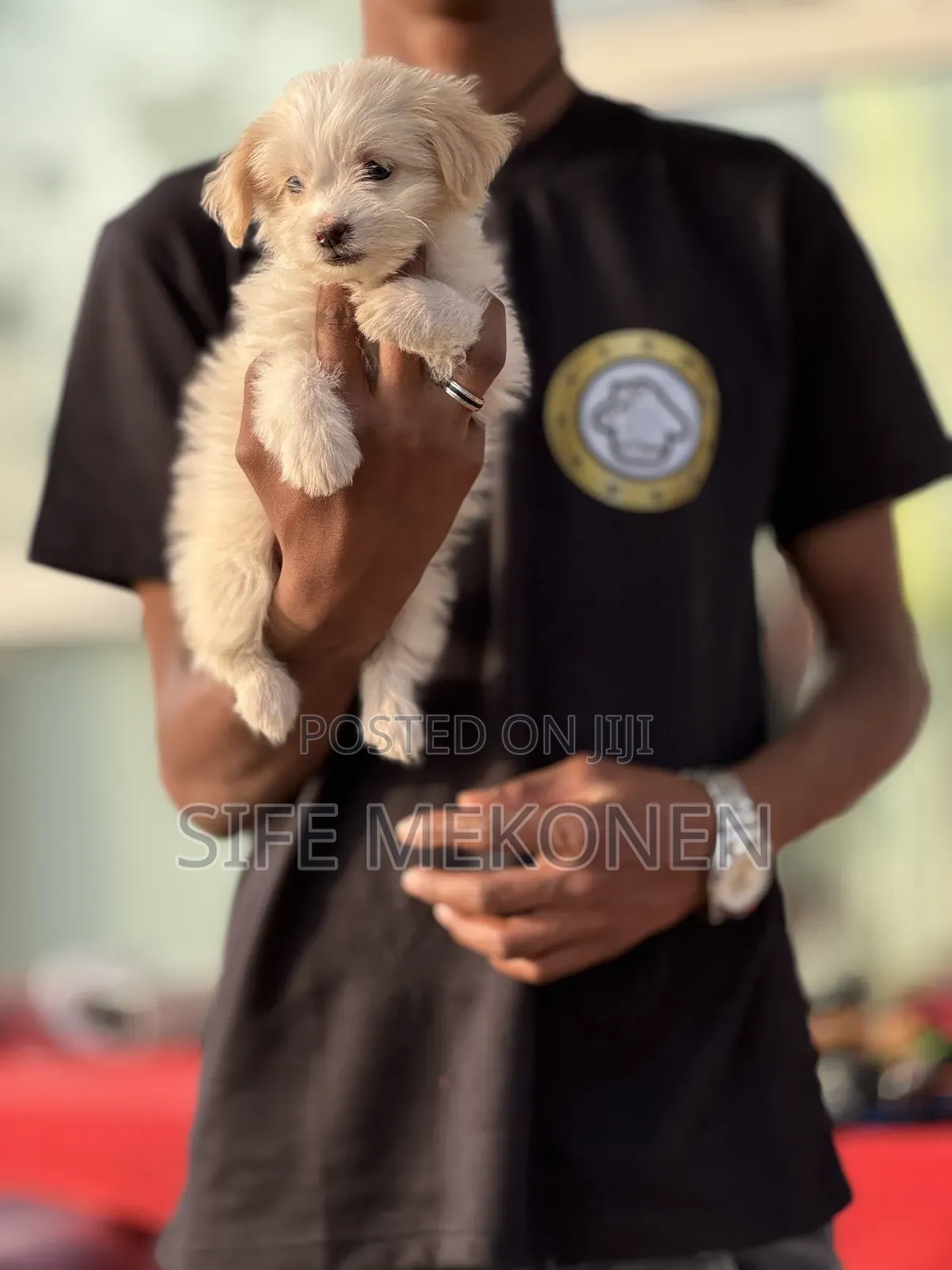 1-3 months Male Purebred Maltese