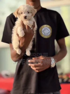 1-3 months Male Purebred Maltese