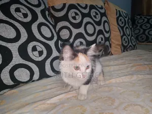 1-3 months Female Mixed Breed Cat