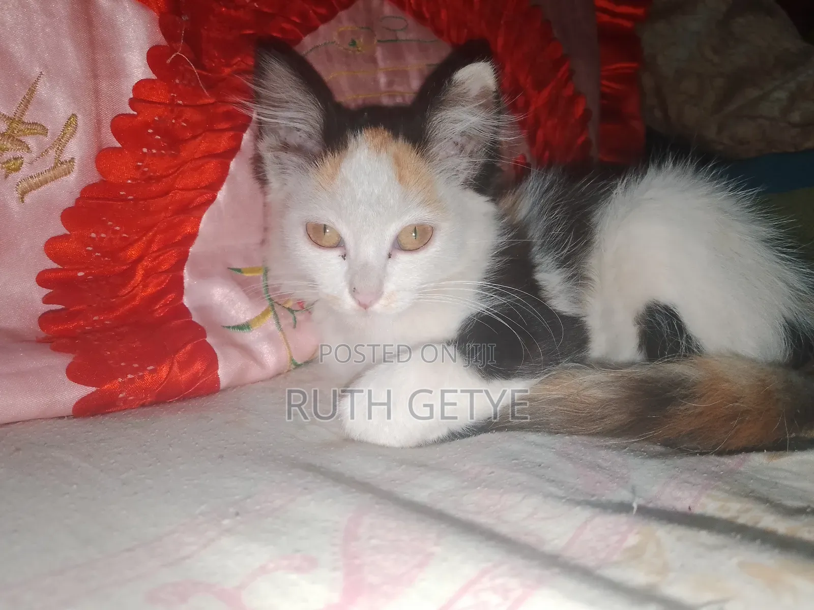 1-3 months Female Mixed Breed Cat
