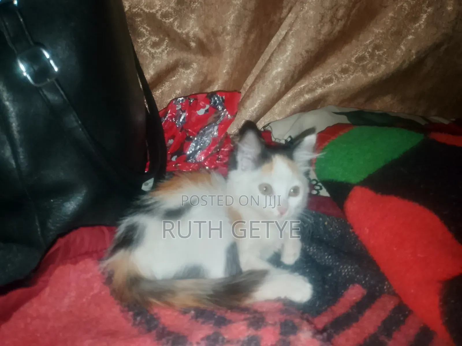 1-3 months Female Mixed Breed Cat