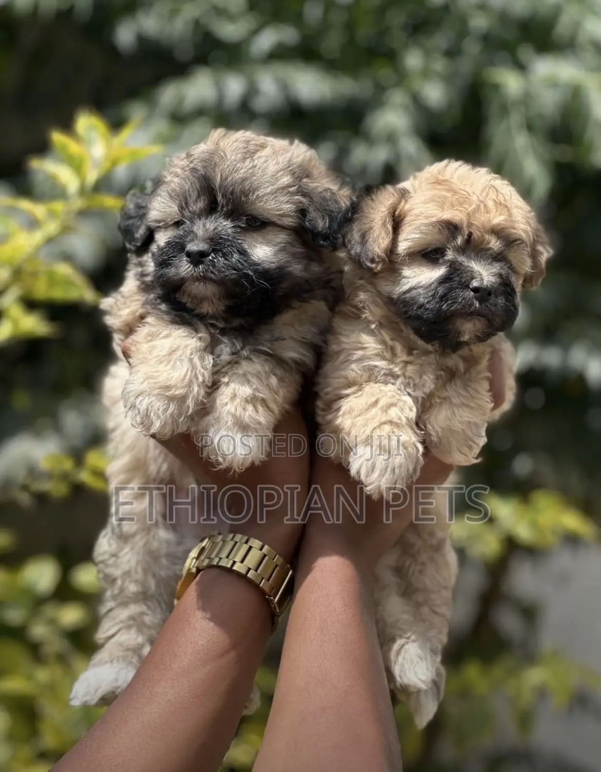 1-3 months Male Purebred Lhasa Apso