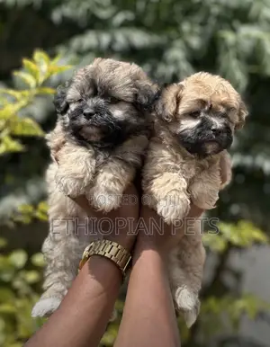 1-3 months Male Purebred Lhasa Apso