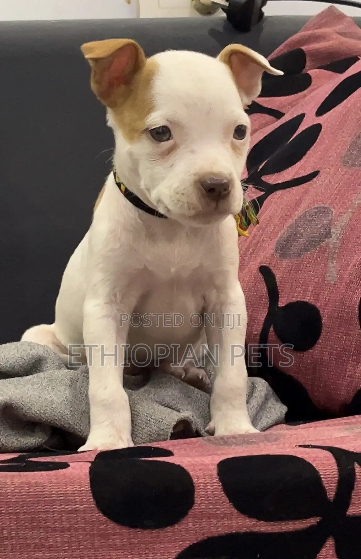 1-3 months Male Purebred American Pit Bull Terrier