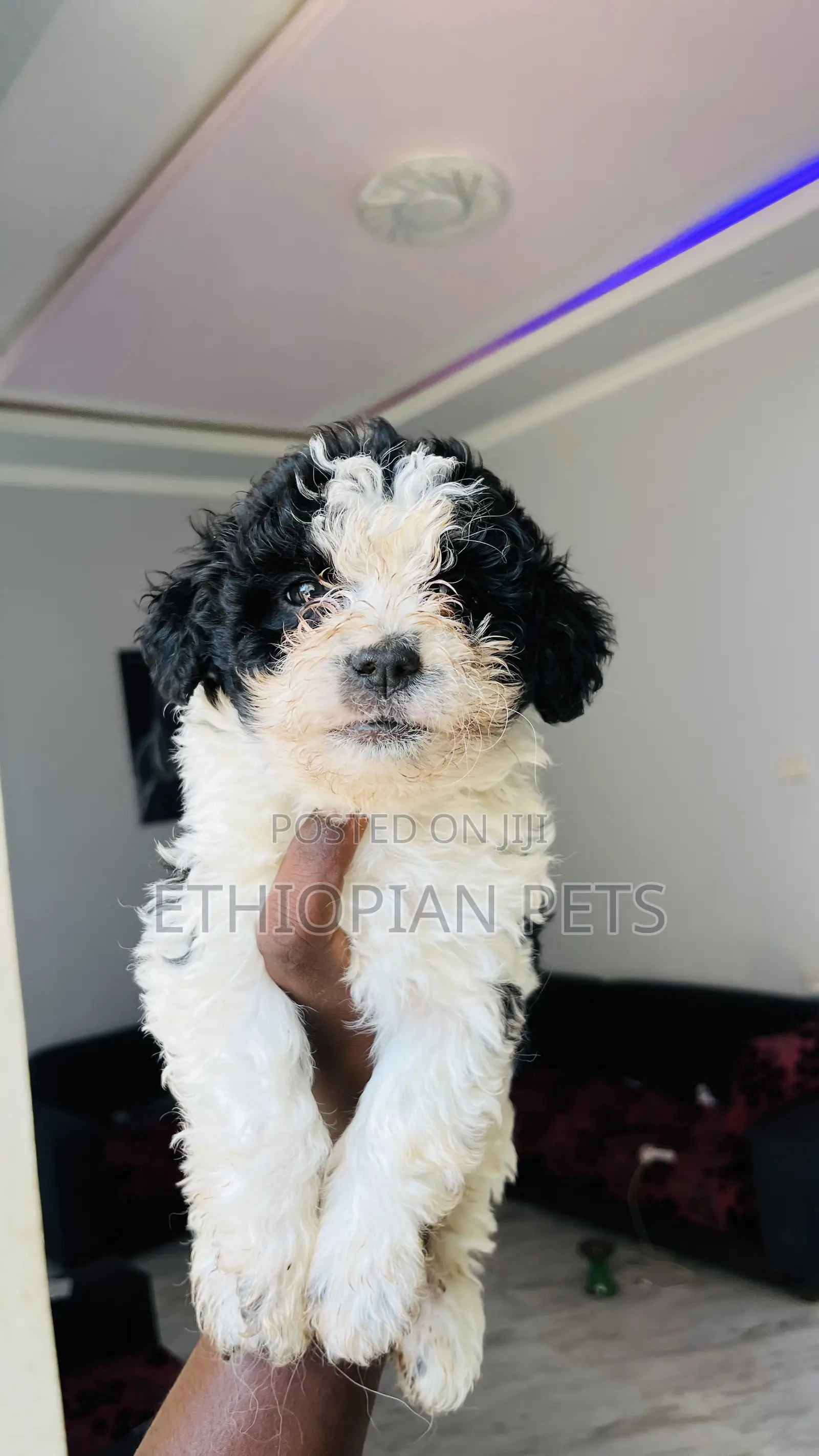 1-3 months Male Purebred Havanese