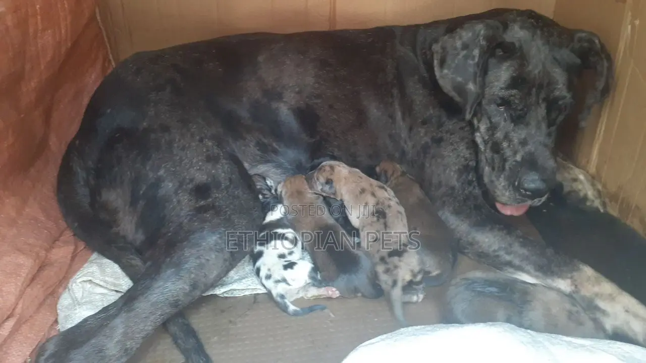 1-3 months Female Purebred Great Dane