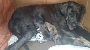 1-3 months Female Purebred Great Dane