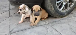 1-3 months Female Purebred Great Dane