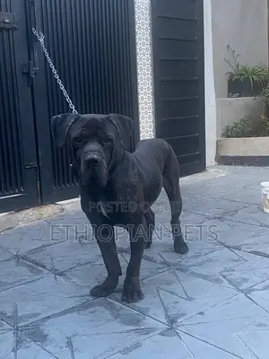 1+ year Male Purebred Boerboel
