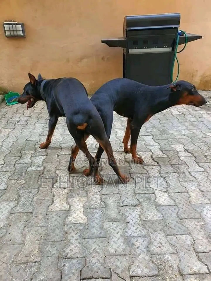 1-3 months Male Purebred Doberman Pinscher
