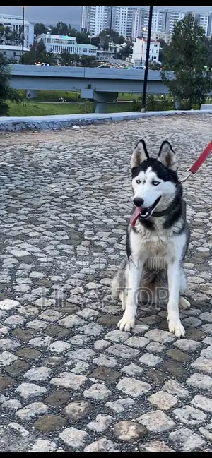 1+ year Female Purebred Siberian Husky