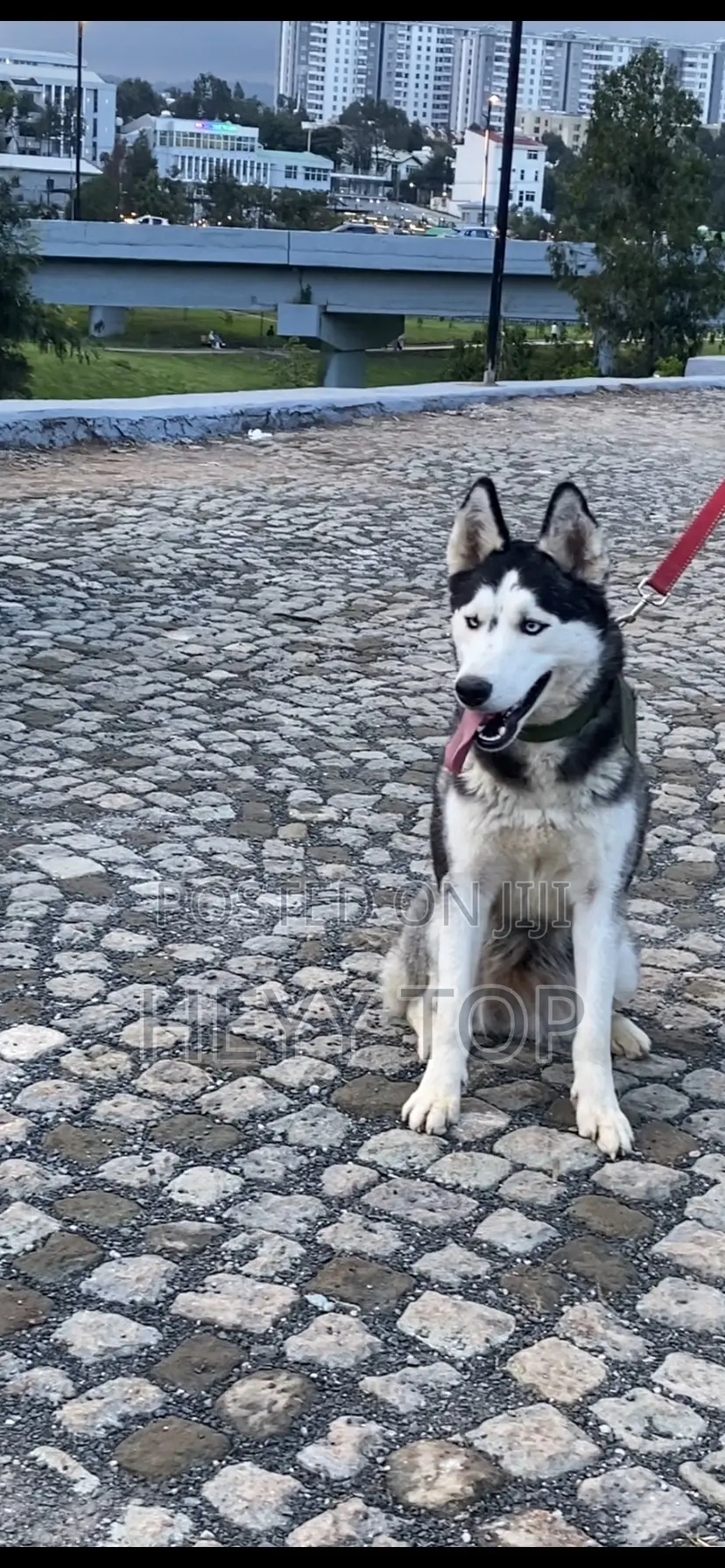1+ year Female Purebred Siberian Husky