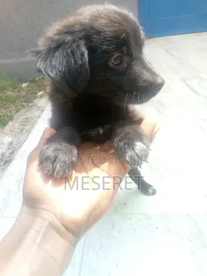 1-3 months Female Mixed Breed German Shepherd