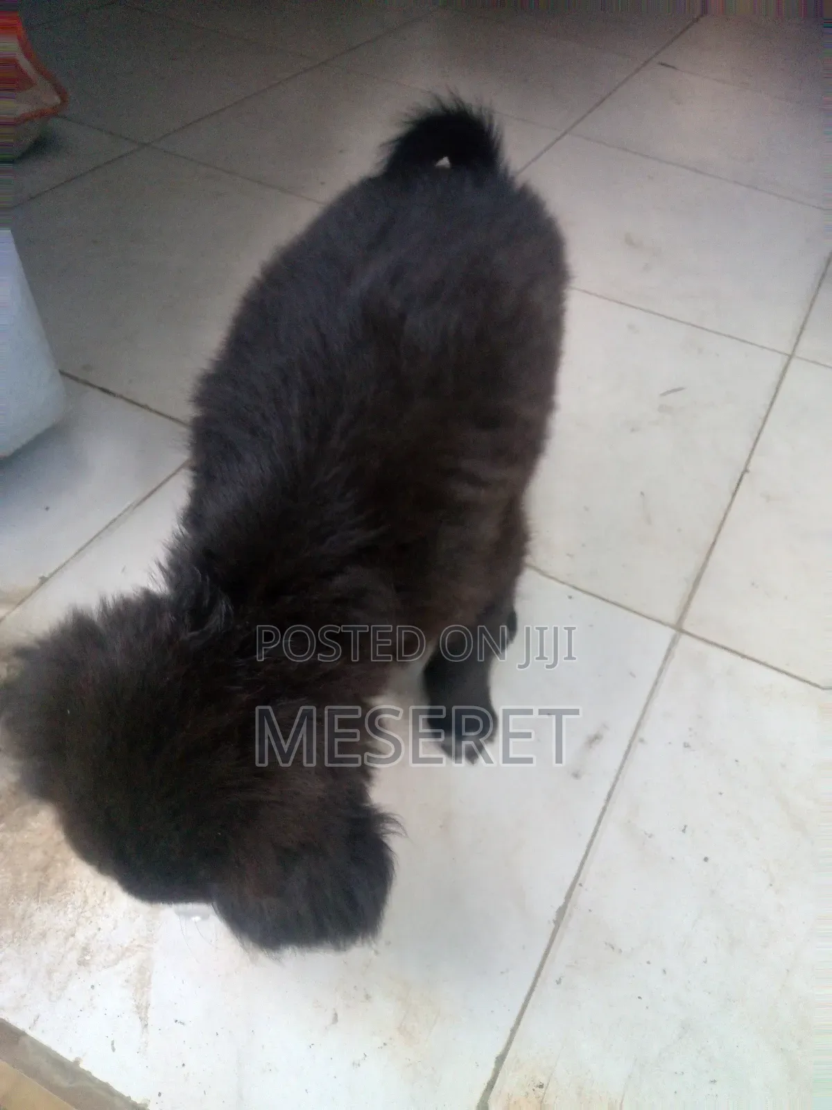 1-3 months Female Mixed Breed German Shepherd