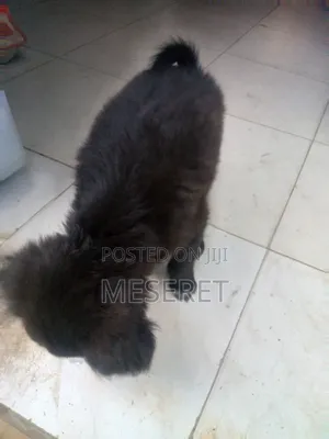 1-3 months Female Mixed Breed German Shepherd