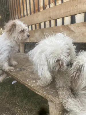 3-6 months Male Purebred Maltese