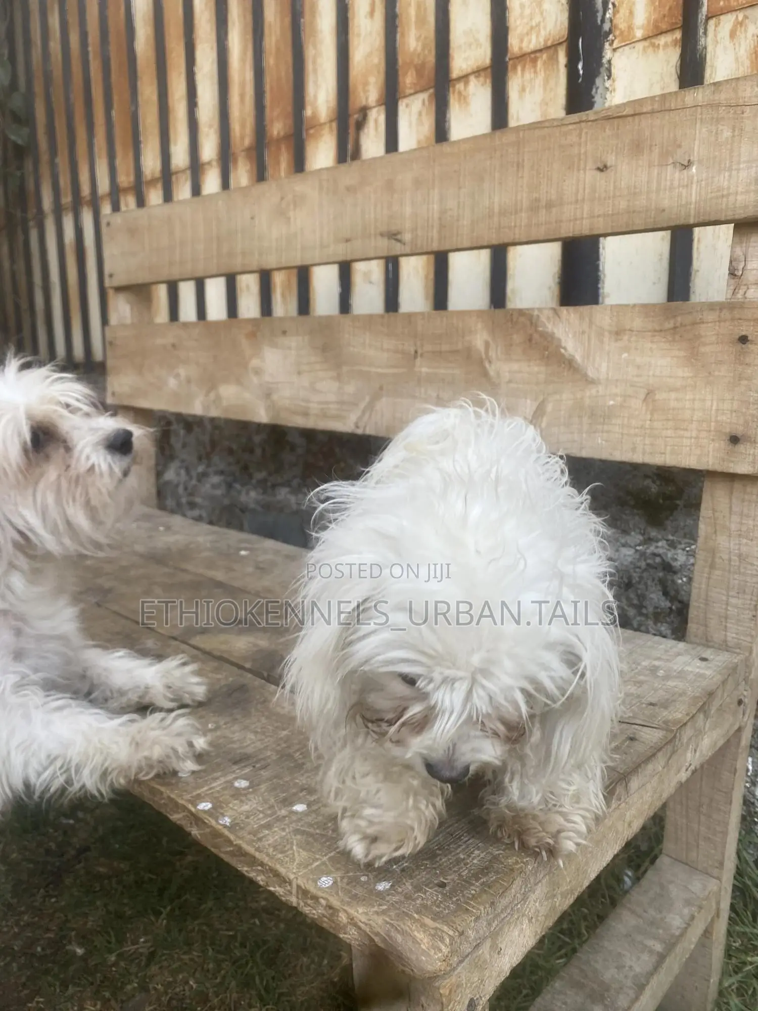 3-6 months Male Purebred Maltese